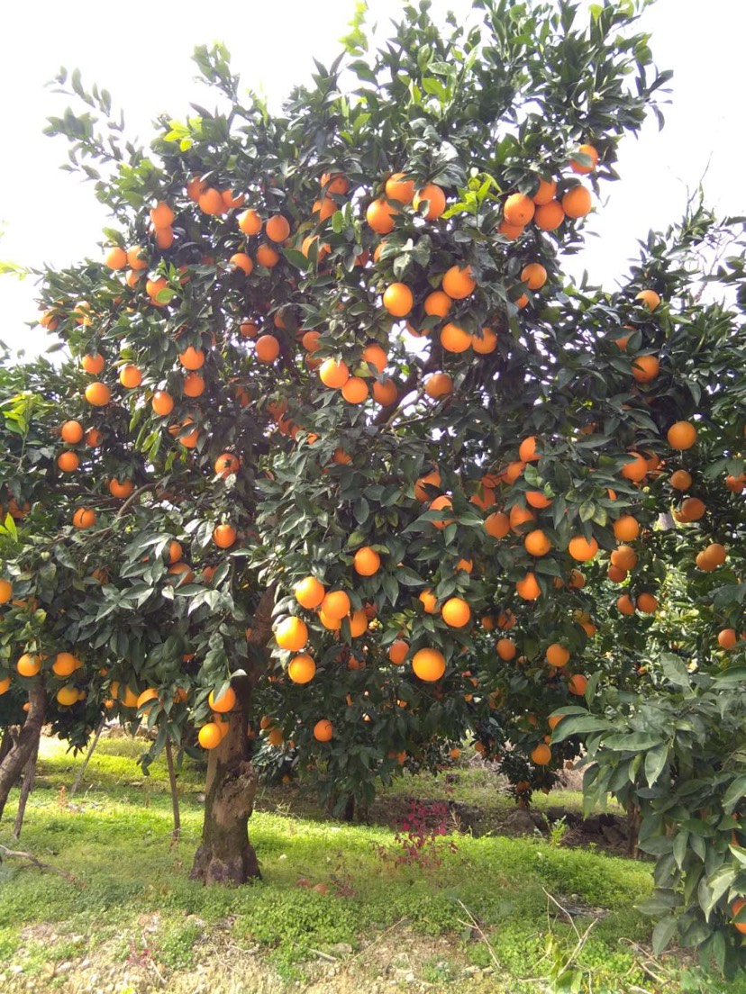 奉节脐橙 奉节纽荷儿，福本小果10斤