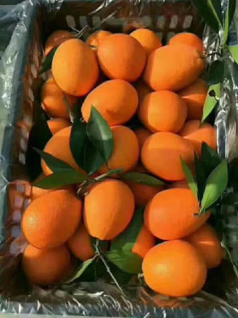 福本脐橙 奉节纽荷儿，福本大果20斤