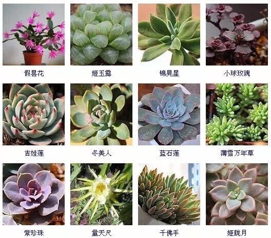 宜良县八宝景天 一箱九分盆，每盆5.5
二箱九分盆，每盆5.0