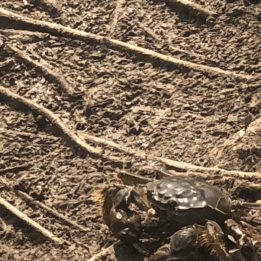上海 蟹壳薄 肉嫩，味道鲜美。正宗崇明清水大闸蟹。