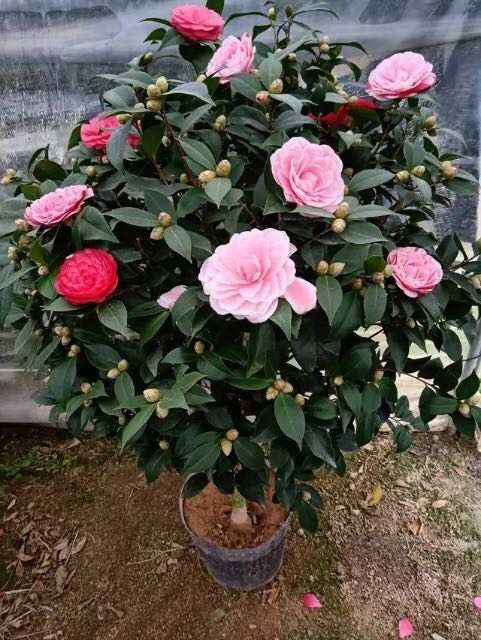 漳平市 五色赤丹茶花360杯