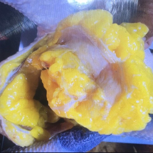 扬州 正宗黄油老鸡