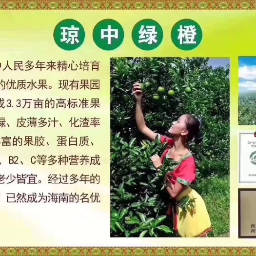 琼中县 正宗琼中绿橙 自家食用 在外送礼也选择 果园直销