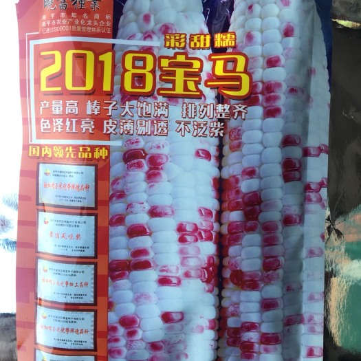 赣州宝马2018   彩甜糯 2018宝马 超大棒彩甜糯玉米种子