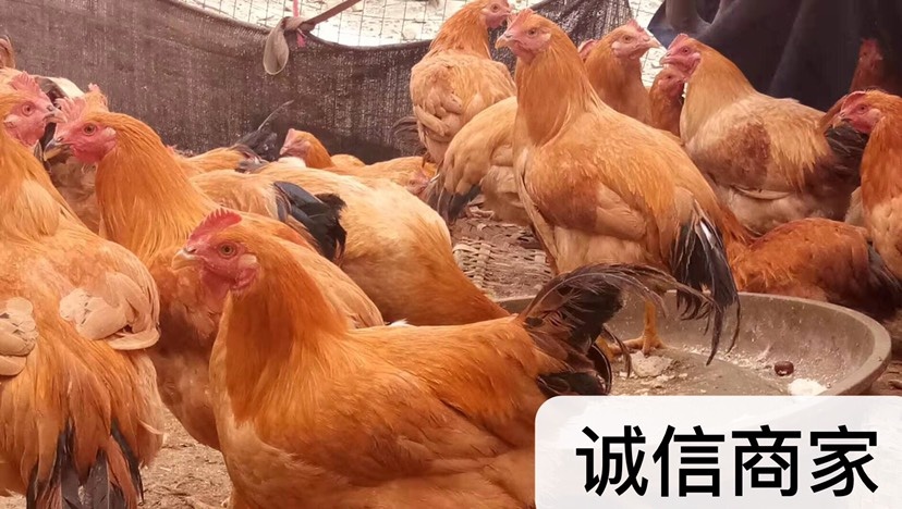南宁三黄鸡苗  土2  红羽土鸡苗 精神活跃 诚信运输路损包赔