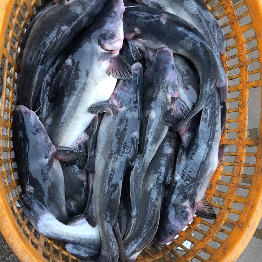 佛山黑鮰鱼