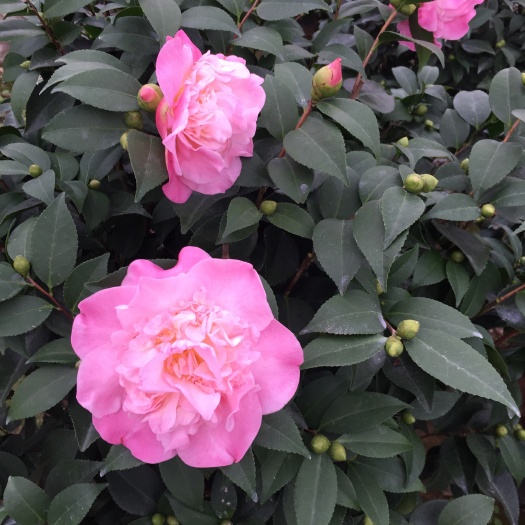 漳平市 香茶花香妃茶花200杯