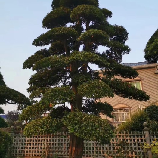 浏阳市造型罗汉松，精品罗汉松，罗汉松小苗