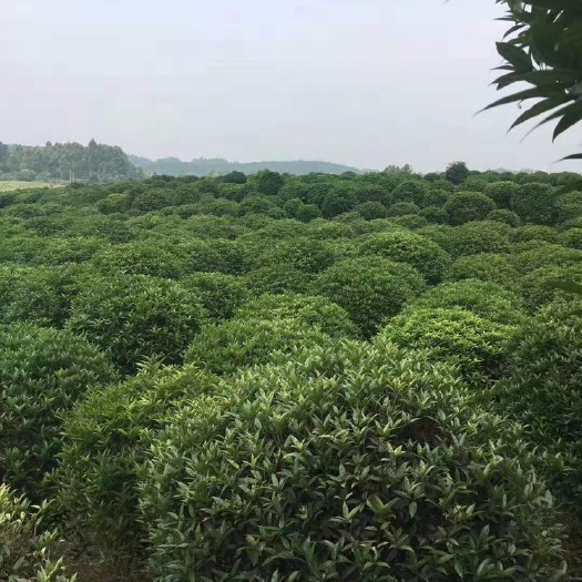 浏阳市黄金桂花树  精品桂花，湖南桂花，湖南丹桂，桂花小苗