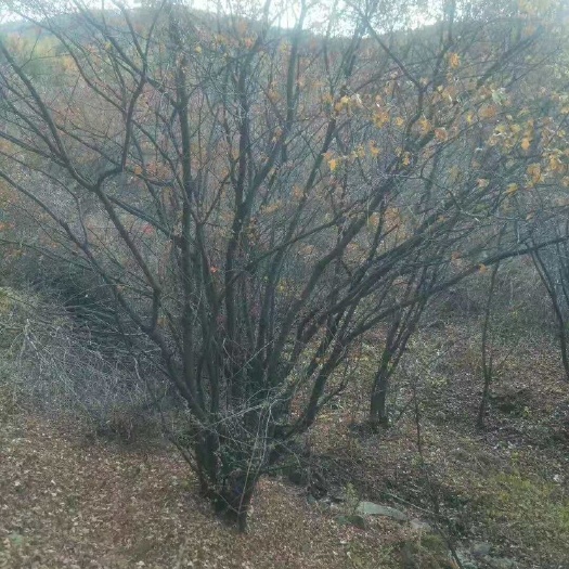 开原市 茶条槭 丛生茶条槭 规格齐全 价格合理