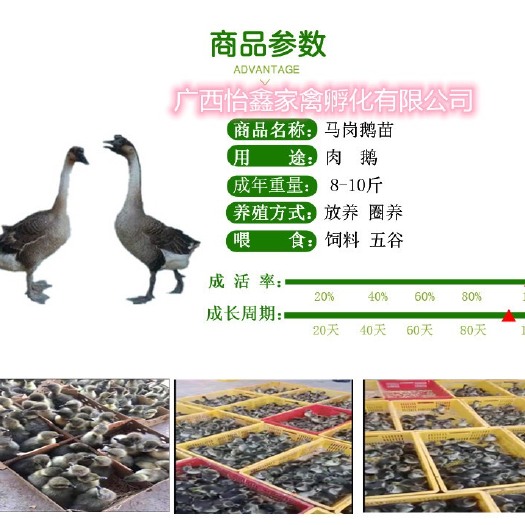 南宁 马岗鹅苗