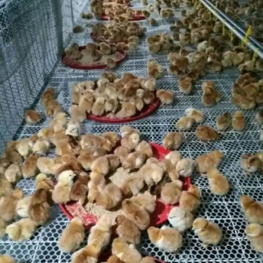 东海县 优质红毛大公鸡苗。 成活率高。 包运输包路损。  量大从优