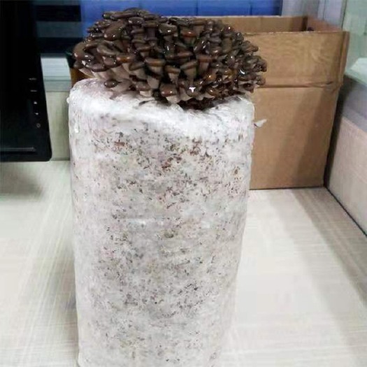 泰安平菇菌种  加工定做秋冬季平菇菌包免费提供技术夏季平菇种植菌