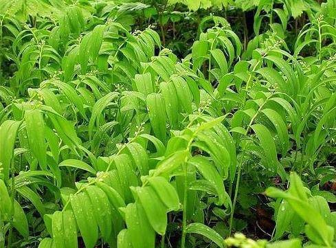 桂阳县湘玉竹