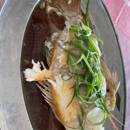 佛山红鲷鱼 彩虹鲷魚肉质鲜嫩，美味，无腥味。