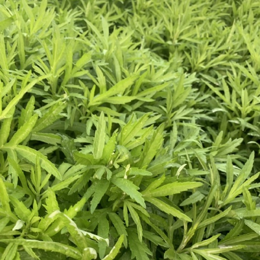 南京 藜蒿之乡，量大价优，品质有保障