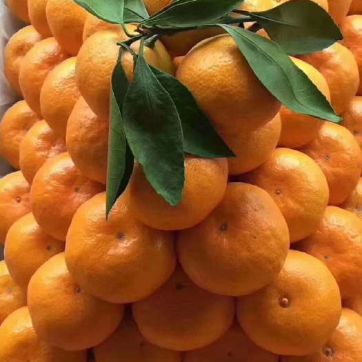 杭州涌泉蜜桔 台州临海涌泉蜜橘