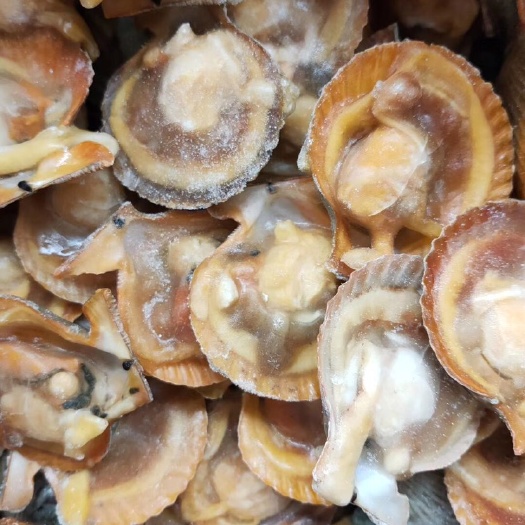 深圳 黄金贝