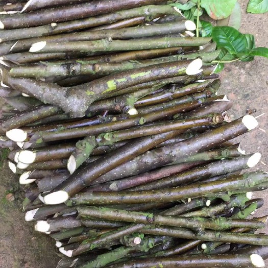 樟树市吴茱萸苗 吴茱萸树枝条 育苗枝条 正宗江西樟树中花吴茱萸树枝条