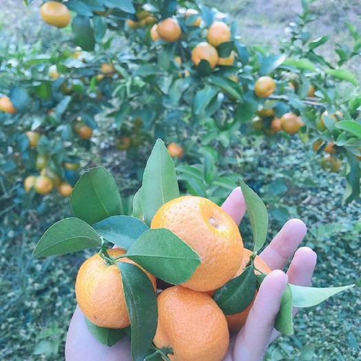 贺州 本人提供沙糖桔剂防腐剂可以大量批发
