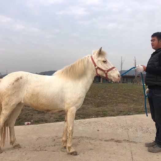 杭州 落地白矮马