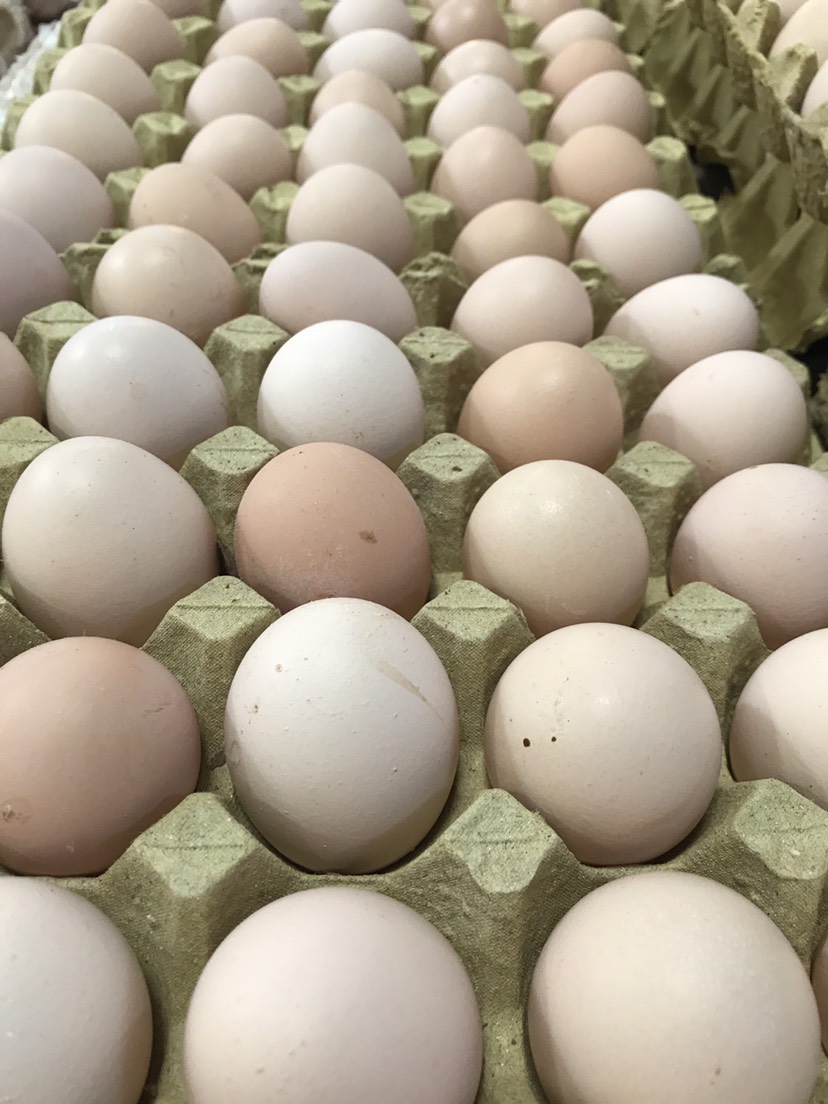 白蛋 420枚51斤净重。255