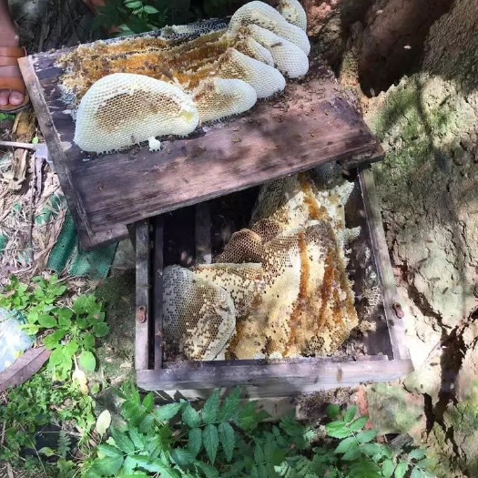 邵武市 武夷山野生蜂蜜鸭脚木