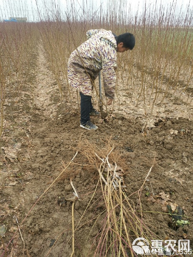 血桃苗 口感好，血红色，离核，品种纯正 支持实地考