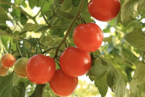 泰兴市蜂柿番茄 智能温室大棚种植