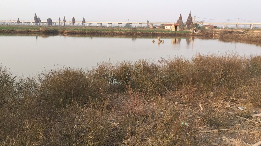 洪湖市叉尾鮰鱼 自家养殖淡水鱼，要货就马上干鱼。新鲜质优价优！