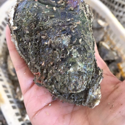 饶平县 牡蛎