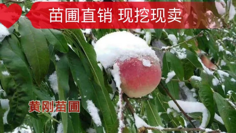 当阳市映霜红桃苗 映霜红桃＇顾名思义，成熟期十月之十一月，个大美味量大可签合同