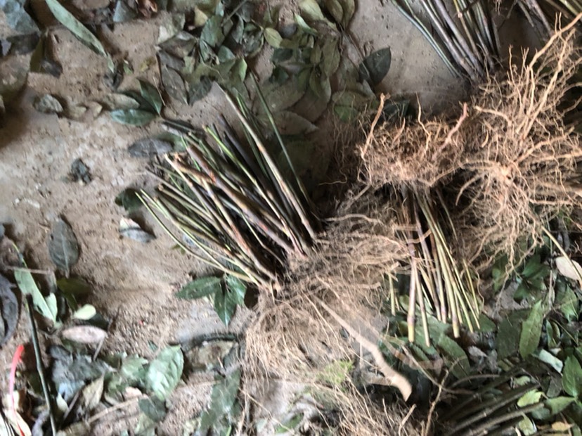 草珊瑚