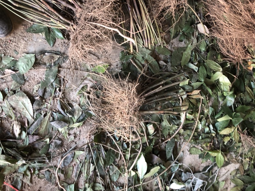 草珊瑚