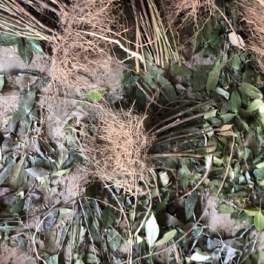 榕江县草珊瑚