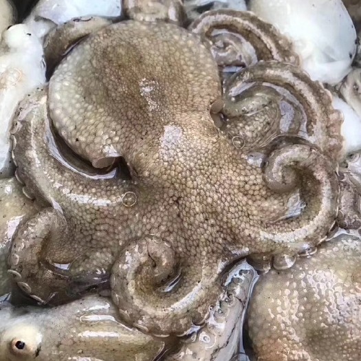 烟台 渤海湾短腿八爪鱼