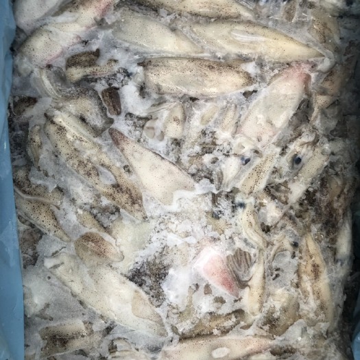 青岛冻笔管鱼 比管鱼