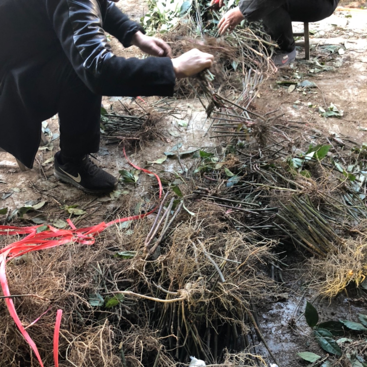 草珊瑚