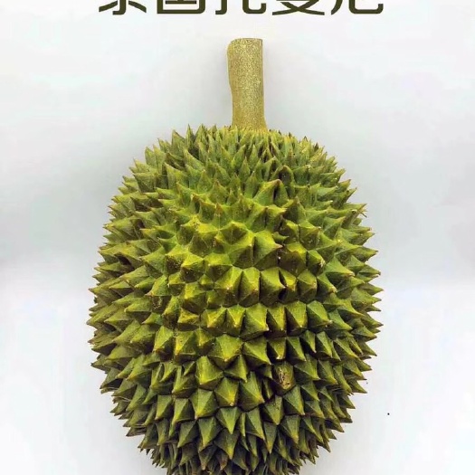 托曼尼榴莲 托曼尼 泰国猫山王