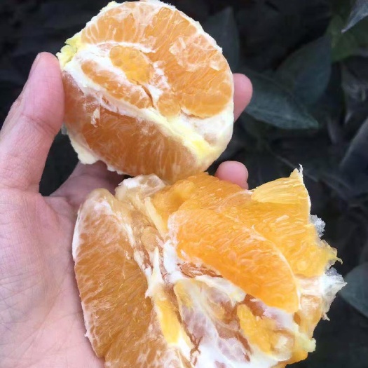 苍溪县伦晚脐橙苗 伦晚脐橙果实椭圆形，无子，果顶微凸出，果皮光滑。