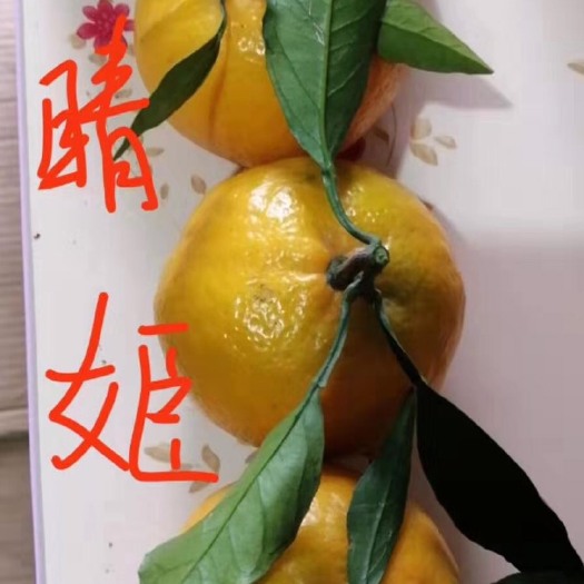 象山县 晴姬，新品种！桔子中的爱马仕