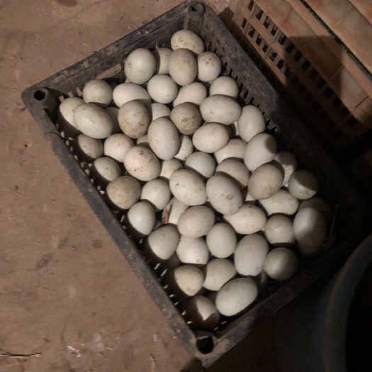 蚌埠绿壳鸭蛋 食用 散装