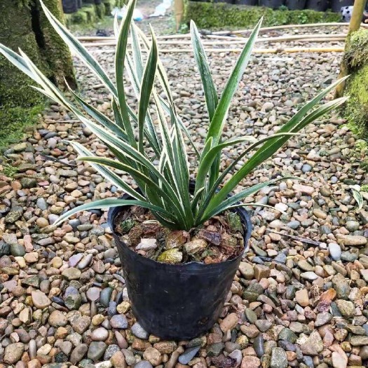 厦门兰花  建兰白玉树冠