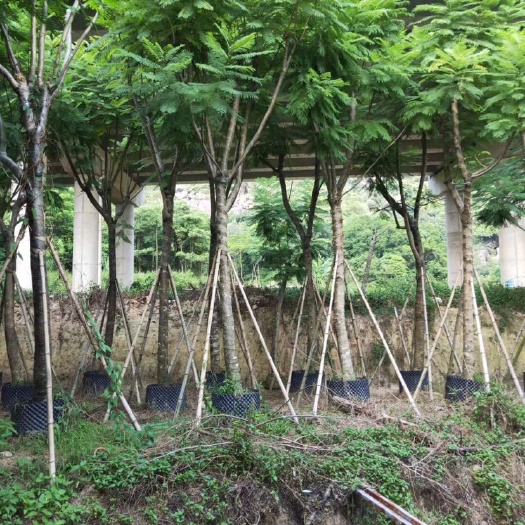 普宁市普通蓝花楹 5米以上