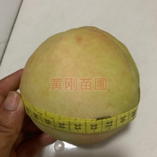 当阳市阿布白桃苗 0.5~1米