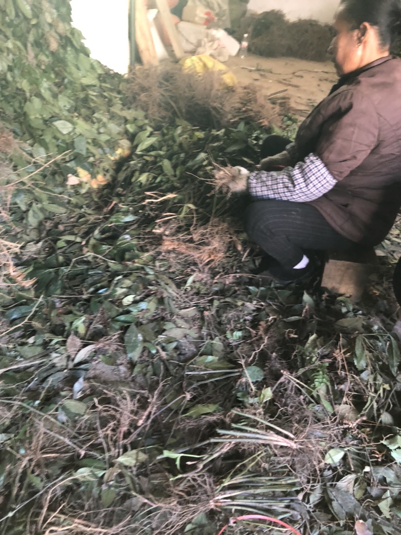 草珊瑚