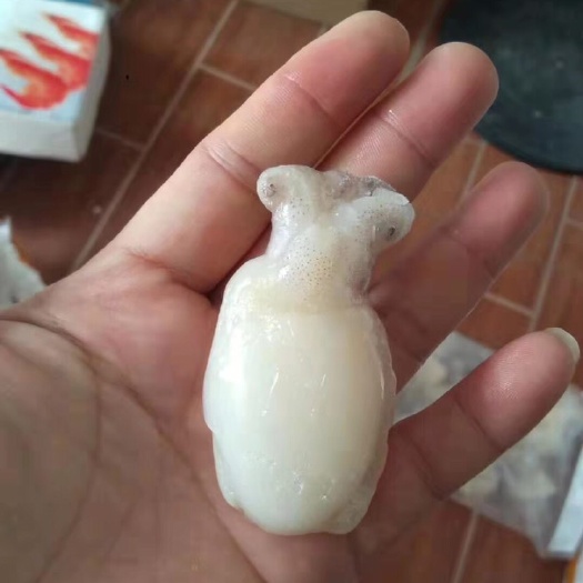 深圳越南，墨鱼仔，己去内脏。含冰量20%，肉质鲜嫩