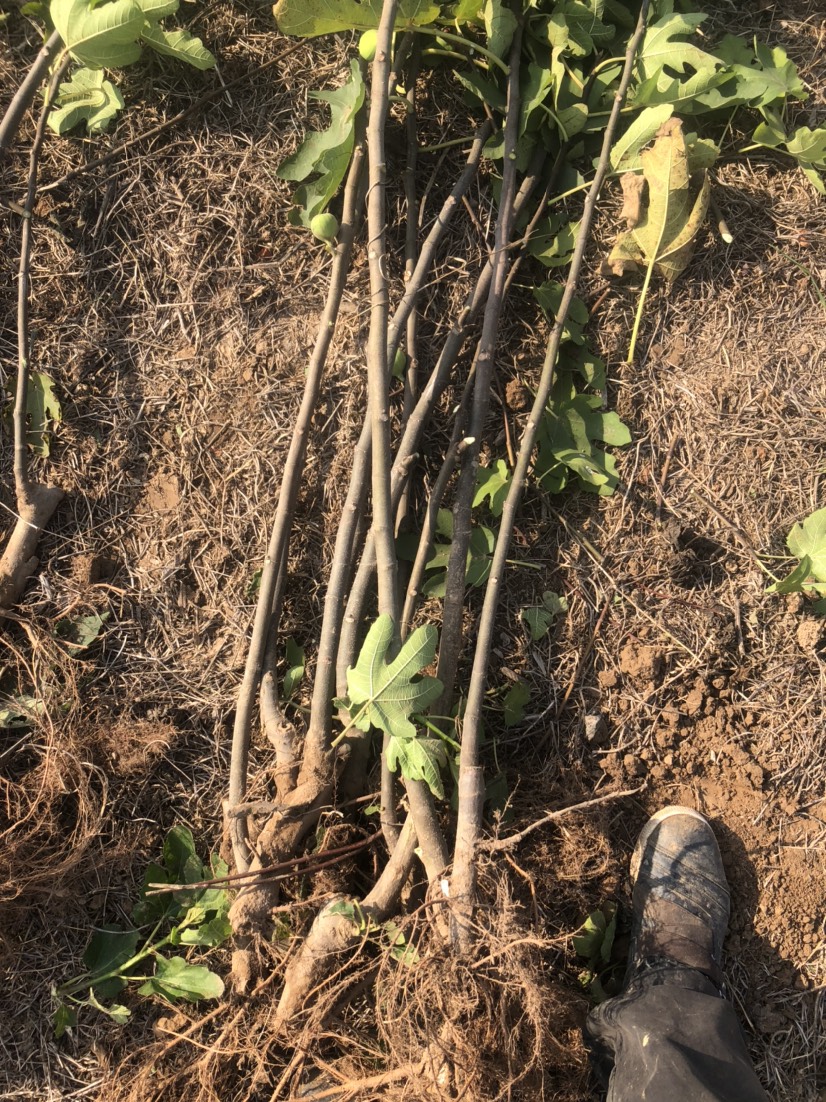 波姬红无花果苗 无花果枝条，当年挂果，品种纯正，一年挂果