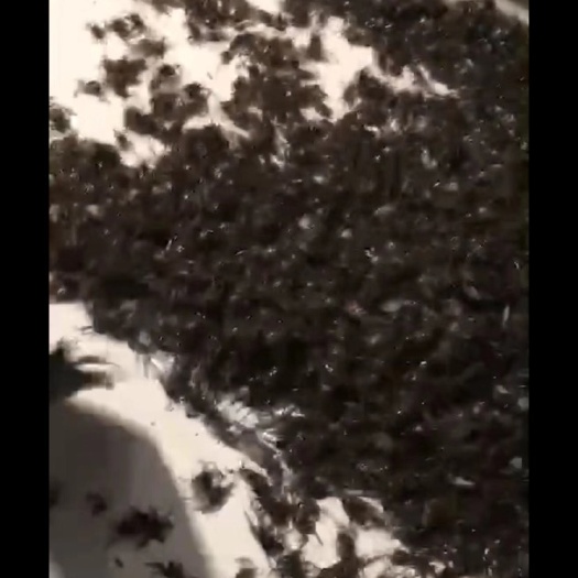 沭阳县 自家塘口蟹苗