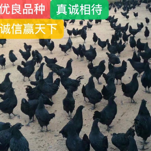 南宁绿壳蛋鸡苗 五黑绿壳蛋鸡